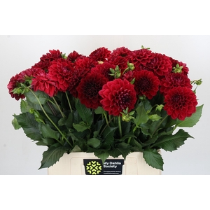 Dahlia Cognac Brandy