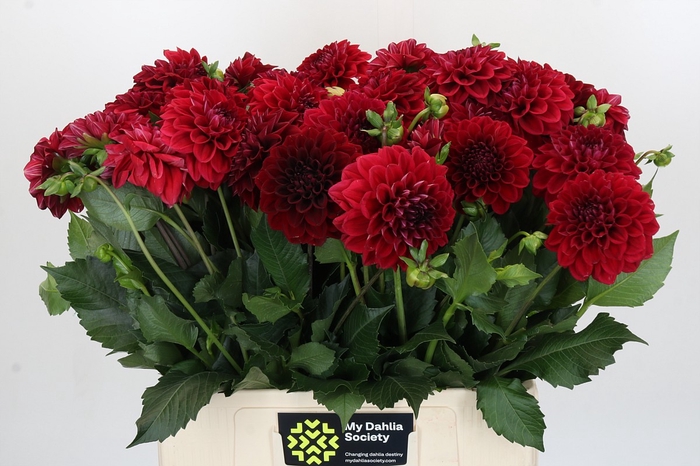 <h4>Dahlia Cognac Brandy</h4>