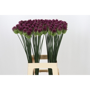 Allium Sphaerocephalon