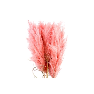 Cortaderia Salmon Super