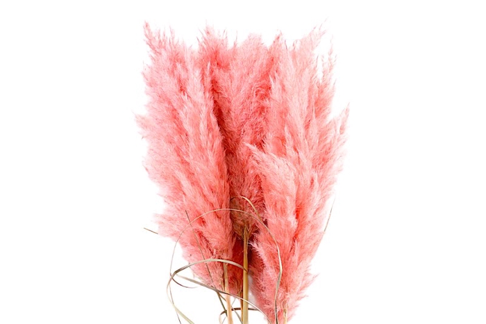 <h4>Cortaderia Salmon Super</h4>