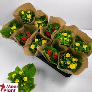 CALC X HERBEOHYBRIDA