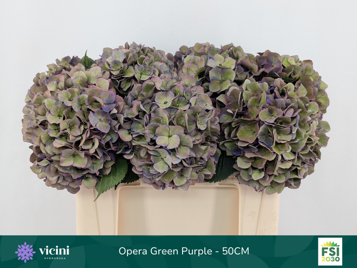 <h4>Hydr Opera Green Purple 50 cm Vicini</h4>
