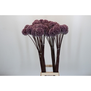 Allium Summer Drummer