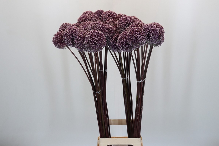 <h4>Allium Summer Drummer</h4>