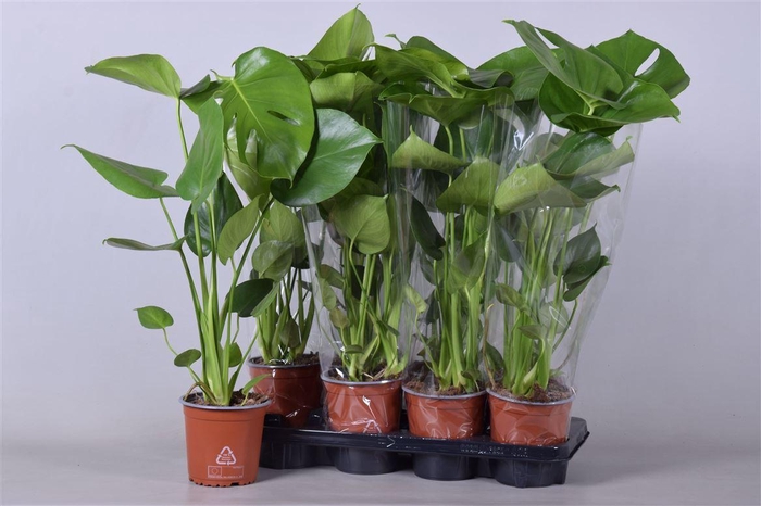 <h4>Monstera Deliciosa</h4>