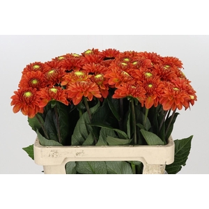 Dahlia Orange Fox