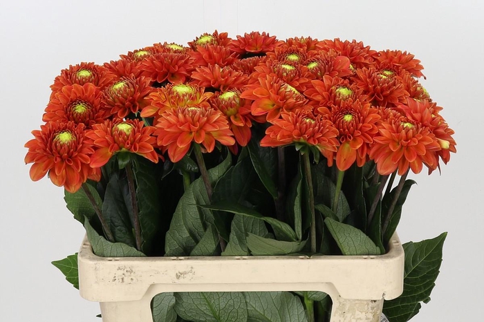 <h4>Dahlia Orange Fox</h4>