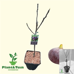 FICUS CAR BROWN TURK