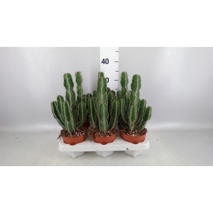 Euphorbia   ...