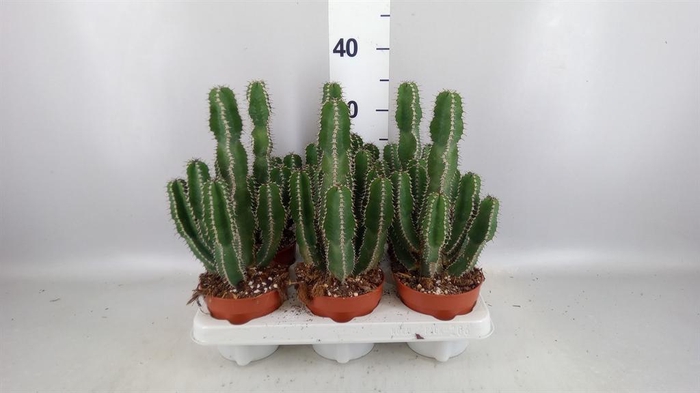 <h4>Euphorbia   ...</h4>