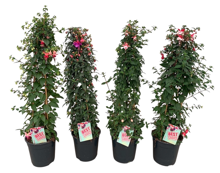 <h4>Fuchsia P24 MIX</h4>