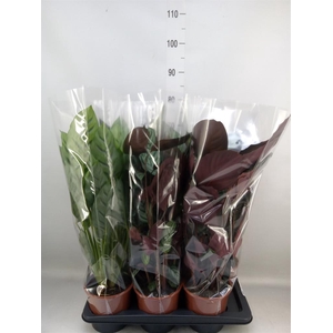 Calathea   ...mix