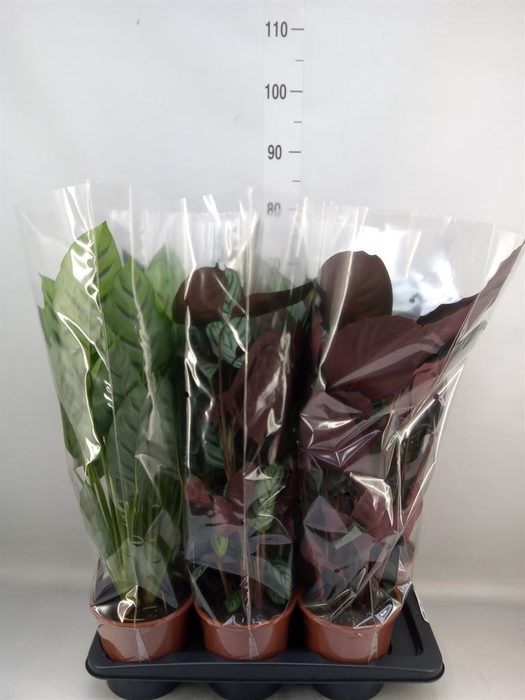 <h4>Calathea   ...mix</h4>
