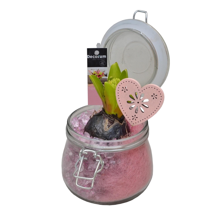 <h4>ARR HYACINTH</h4>