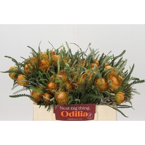 Banksia Dryandra