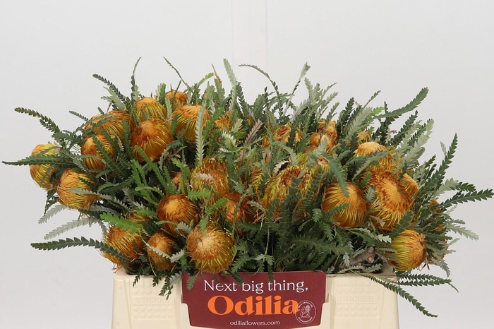 <h4>Banksia Dryandra</h4>