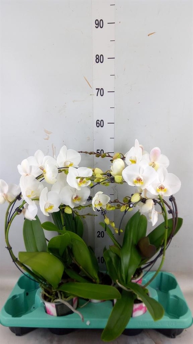 <h4>Phalaenopsis   ...</h4>