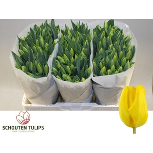 Tulipa si yellow flight