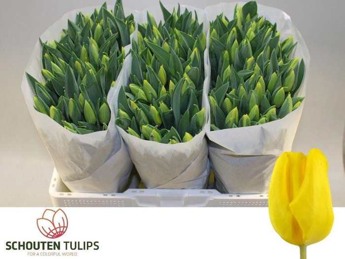 <h4>Tulipa si yellow flight</h4>