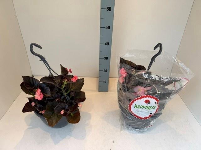 <h4>BEGO MWATT PINK BL</h4>