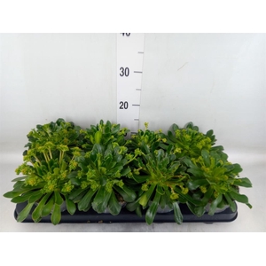 Lewisia cot. 'Rocky Colors'   ..mix