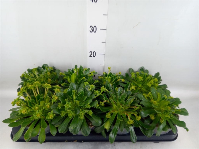 <h4>Lewisia cot. 'Rocky Colors'   ..mix</h4>