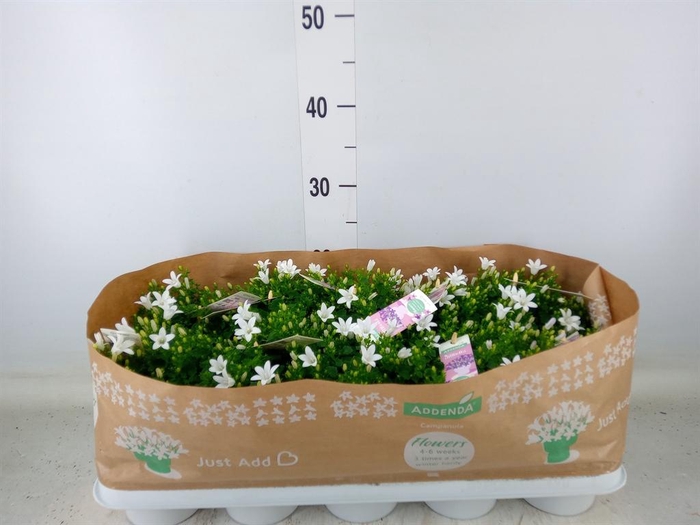 <h4>Campanula porten. 'Ambella White'</h4>