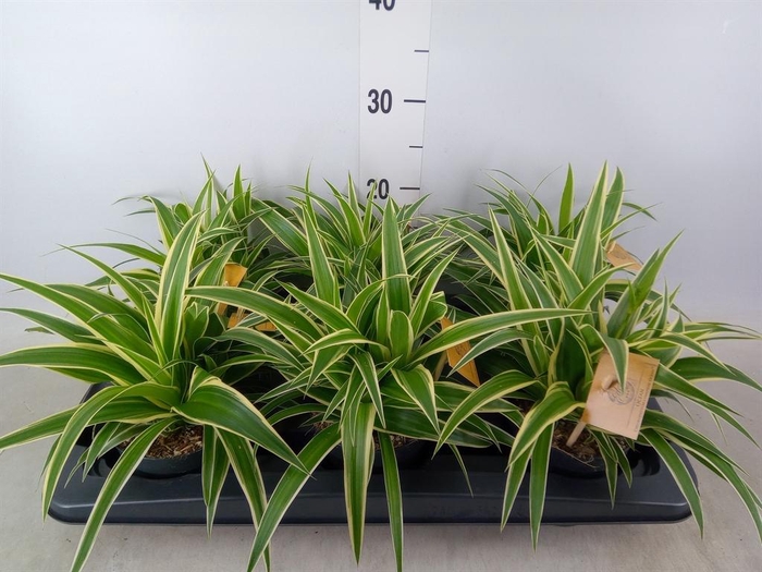 <h4>Chlorophytum com. 'Ocean'</h4>