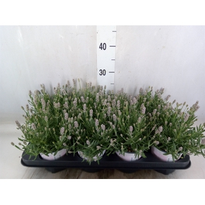 Lavandula angus. 'Rosea'