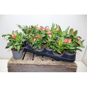 arr8 Zant Morning Sun