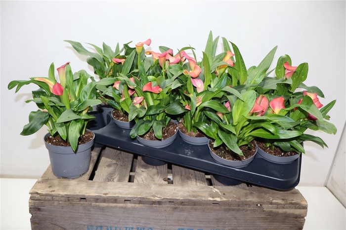 <h4>arr8 Zant Morning Sun</h4>