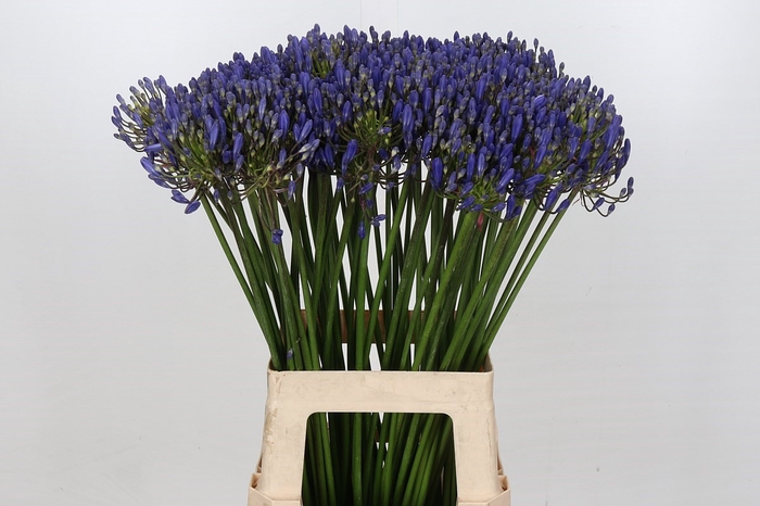 <h4>Agapanthus EYFORI Blue</h4>