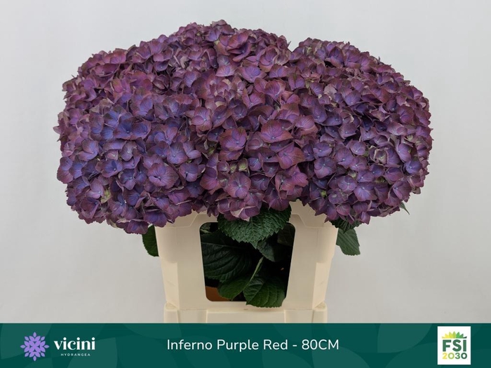 <h4>HYDR M MY INFERNO</h4>