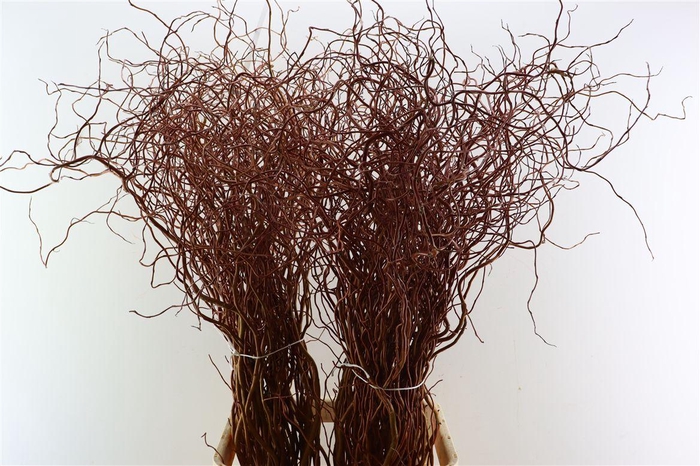 <h4>Salix Golden Curls</h4>