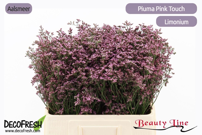 <h4>LIM PIUMA PINK TOUCH</h4>