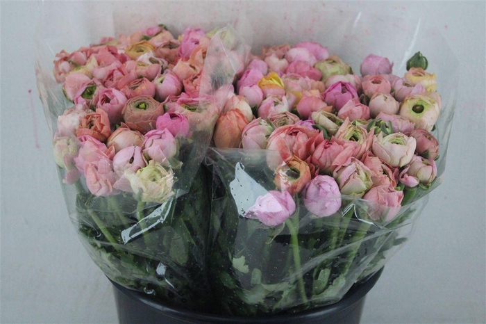 <h4>Ran Elegance Pastel</h4>