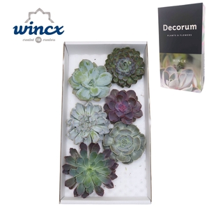 Echeveria Mix (wincx) Cutfl (6spc.)