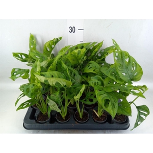 Monstera obliqua 'Monkey Mask'