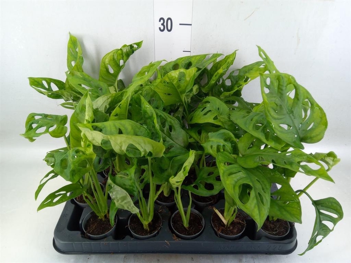 <h4>Monstera obliqua 'Monkey Mask'</h4>