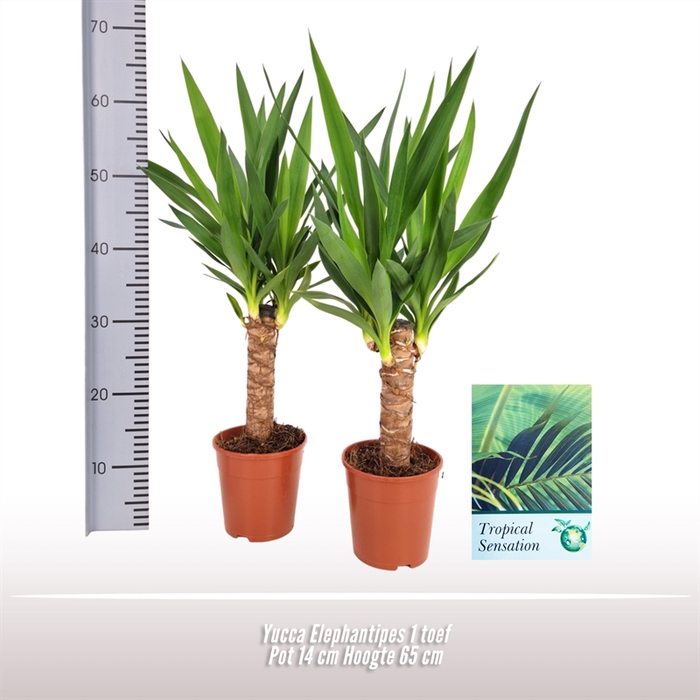 <h4>Yucca elephantipes 1 stam</h4>