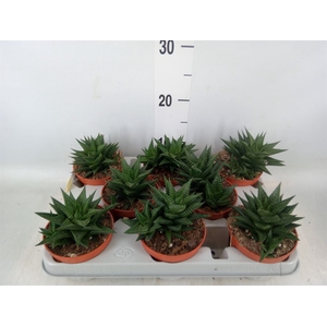 Haworthia limifolia