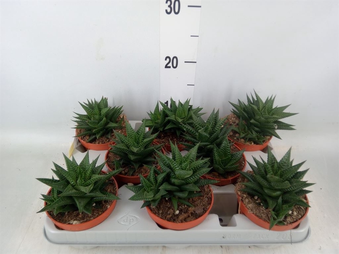 <h4>Haworthia limifolia</h4>