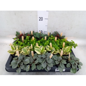 Peperomia   ...mix