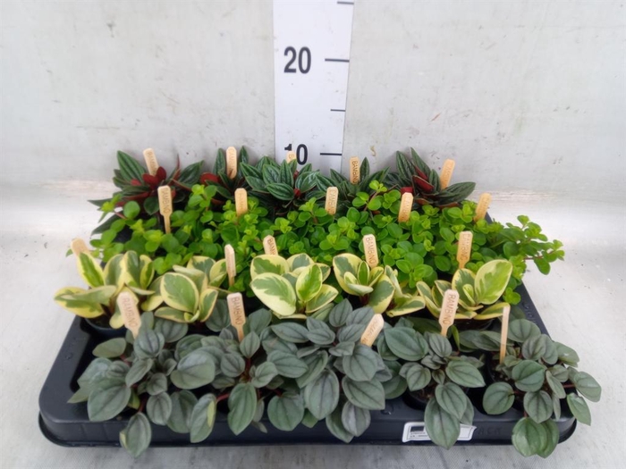 <h4>Peperomia   ...mix</h4>