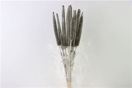 <h4>Dried Babala 10pc Platina Bunch</h4>