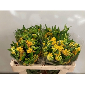 ASCL T HELLO YELLOW