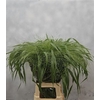 Panicum Fountain