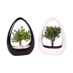 Bonsai Mixed pot ø15cm in ø23cm Ikebana Ceramic in Black/White
