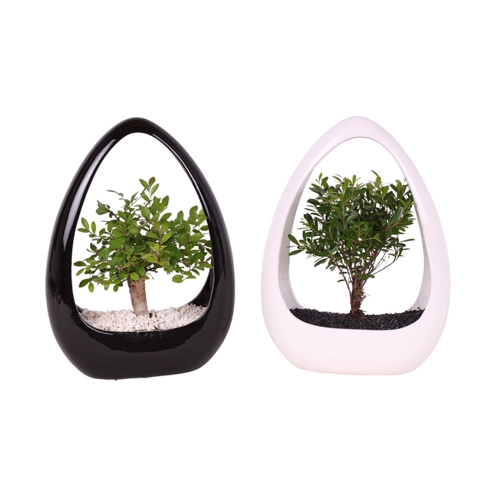 <h4>Bonsai Mixed pot ø15cm in ø23cm Ikebana Ceramic in Black/White</h4>
